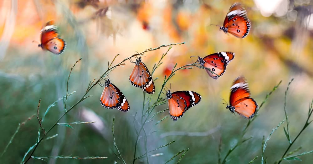 Orange Butterflies Dancing by Mustafa öztürk — canvas wall art