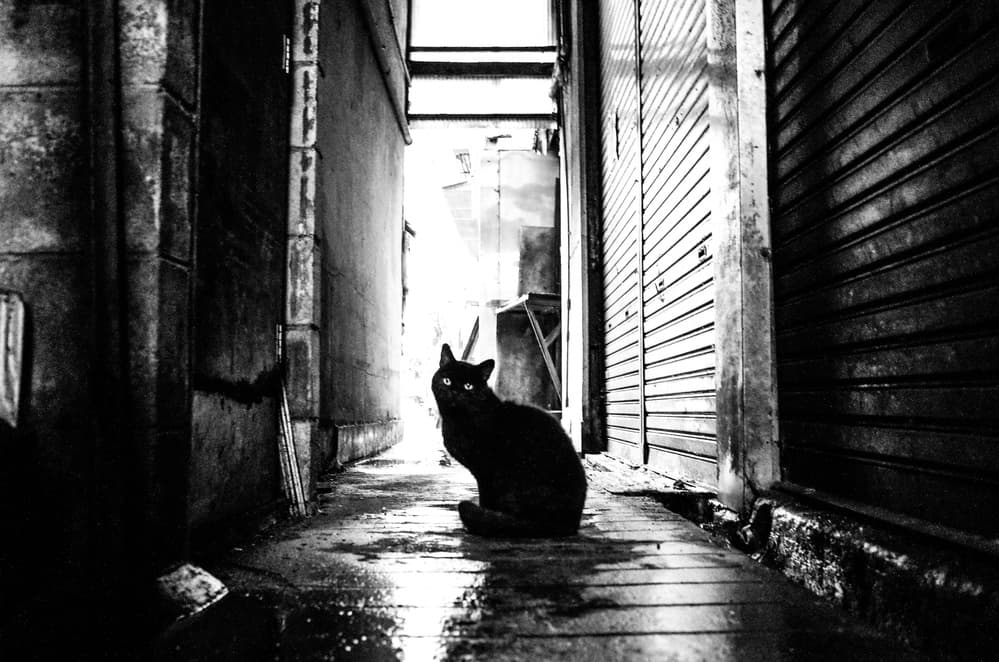 Black Cat Alley by Masahiro Miyagi — canvas wall art