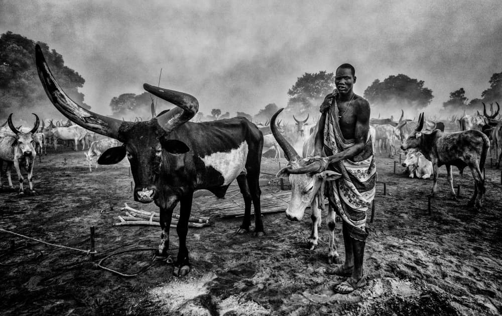 African Herder with Watusi Cattle by Joxe Inazio Kuesta Garmendia — canvas wall art