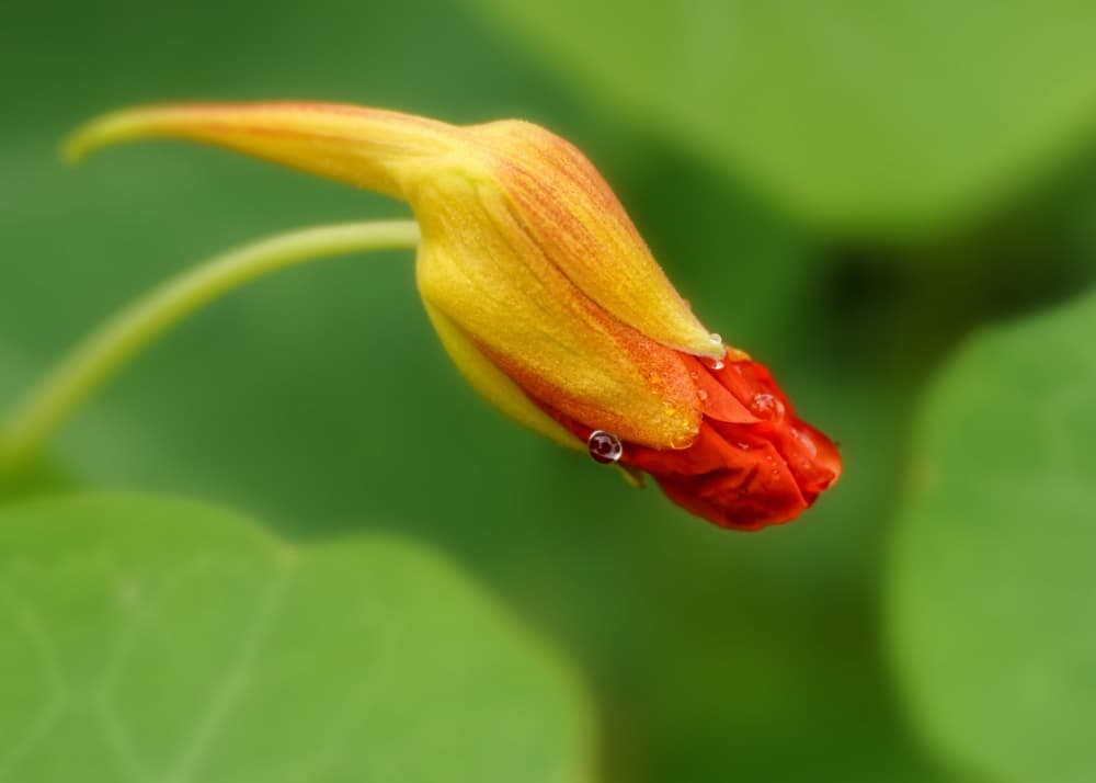 Dewy Orange Flower Bud by Lucie Gagnon — canvas wall art
