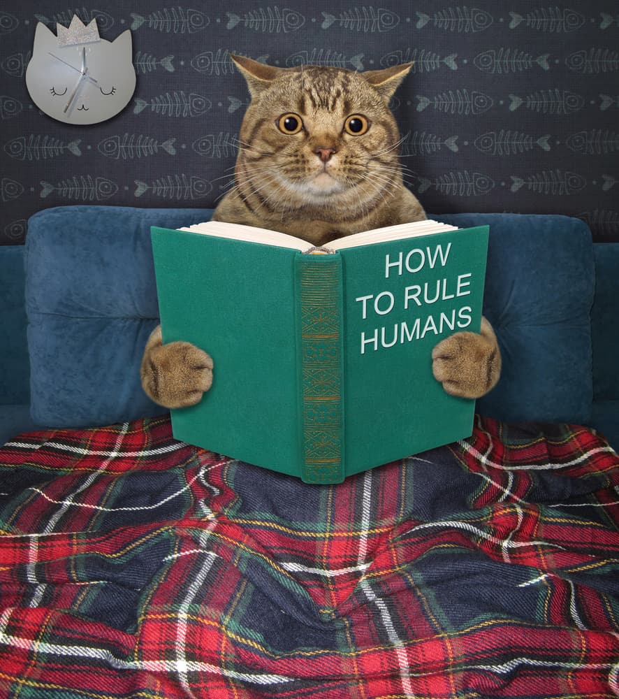 Funny Cat Reading Humans by Iryna Kuznetsova (Iridi) — canvas wall art