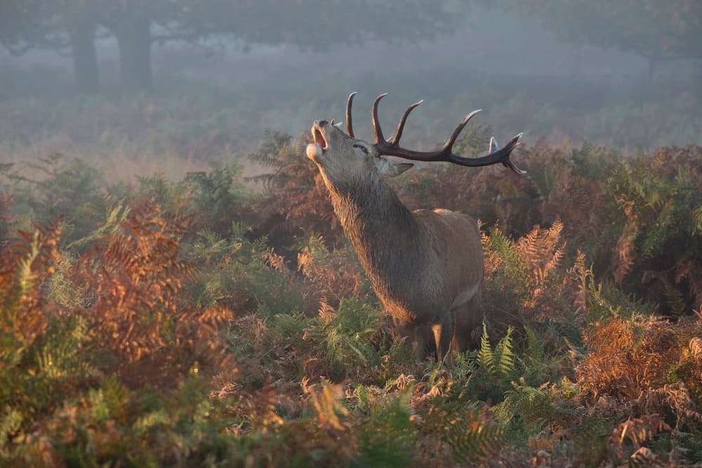 Roaring Red Stag by Prashant Meswani — canvas wall art