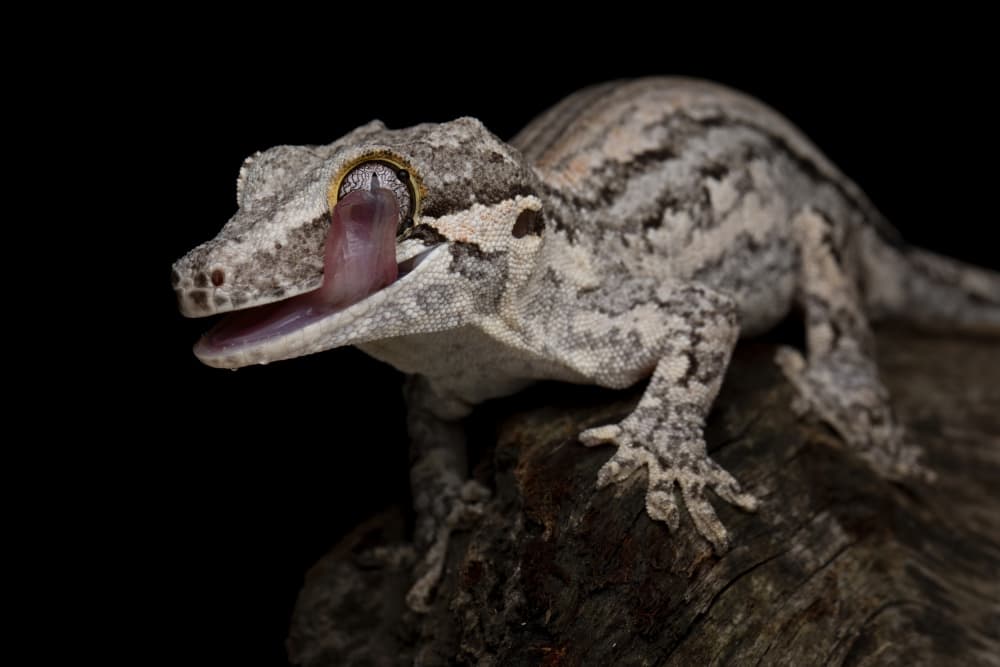 Gecko Cleaning Eye by Kurit Afsheen — canvas wall art