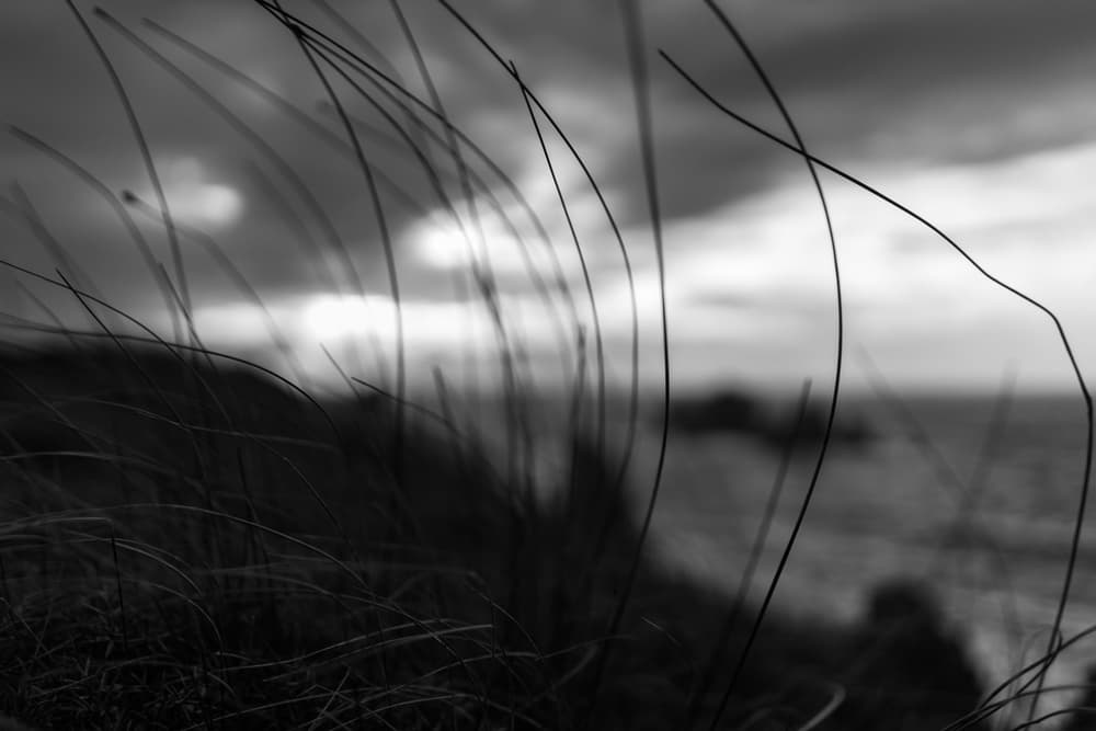 Serene Coastal Grass by Marco Antonio Cobo — canvas wall art