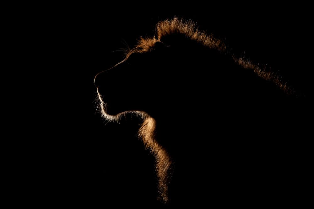 Majestic Lion Profile by Alessandro Catta — canvas wall art