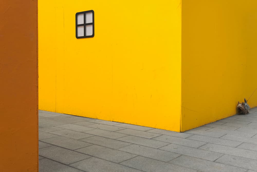 Bright Yellow Window Dog by Carlo Tonti — canvas wall art