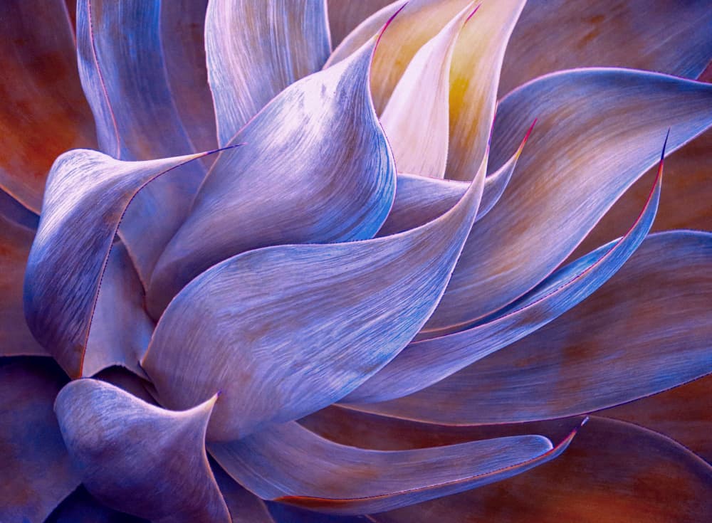 Vibrant Blue Agave by Robin Wechsler — canvas wall art