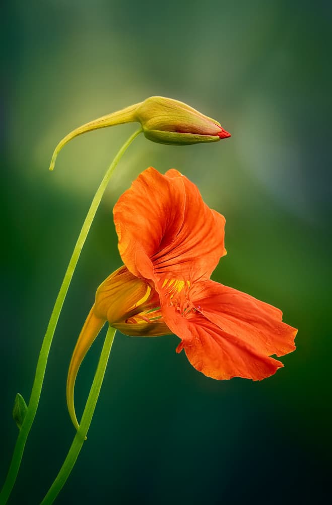 Emerging Orange Blossom by Ben.C.L — canvas wall art