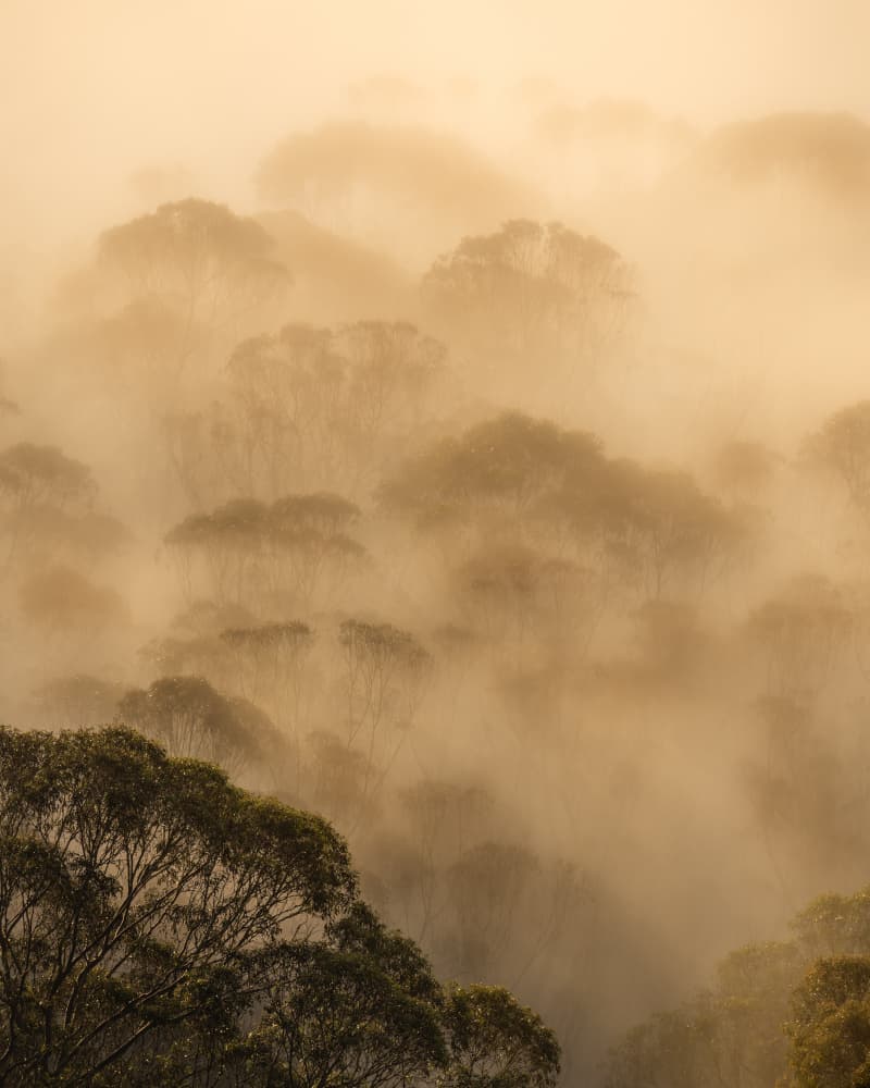 Golden Misty Forest by Chengming — canvas wall art