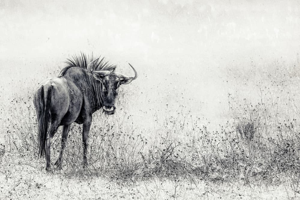 African Wildebeest Stare by Piet Flour — canvas wall art