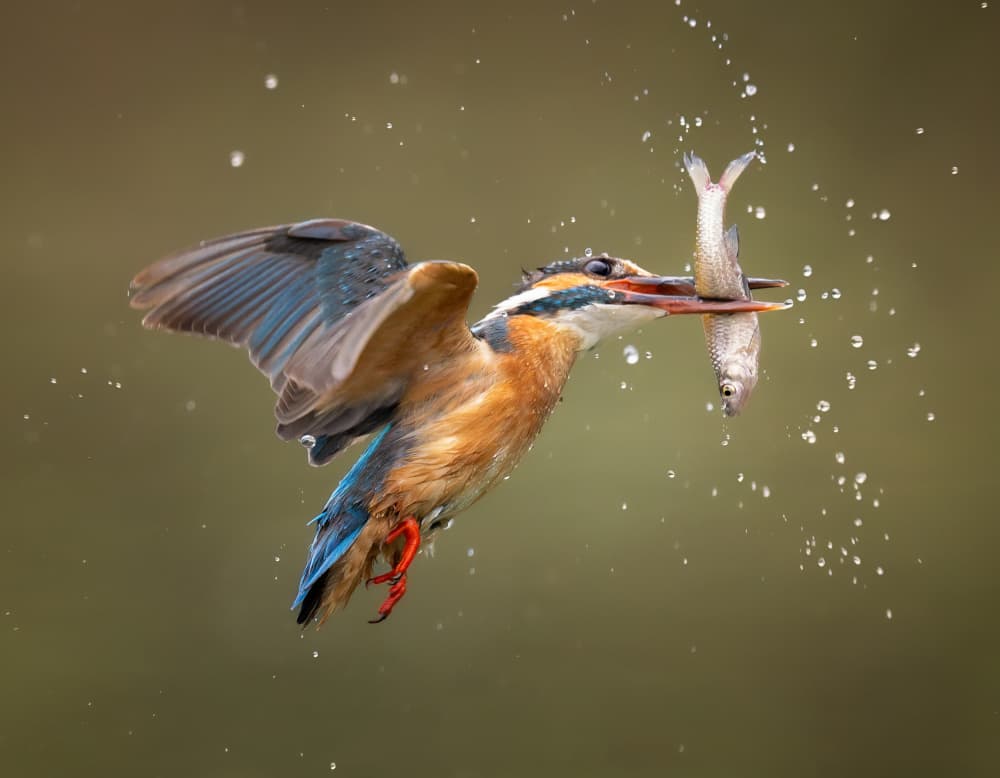 Flying Kingfisher Catch by Yezimao — canvas wall art