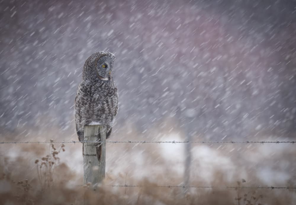 Winter Owl Perch by Eugene Zhu — canvas wall art