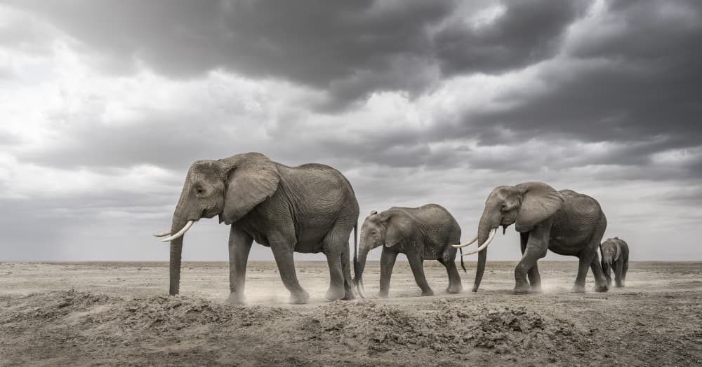 African Elephant Family by Richard Guijt — canvas wall art