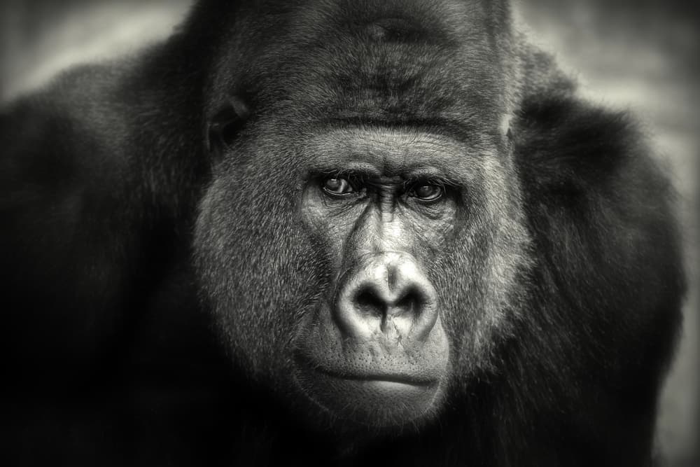 Silverback's Soulful Gaze by Antje Wenner-Braun — canvas wall art