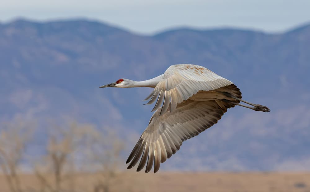 Sandhill Crane in Flight by Guy Wilson — canvas wall art