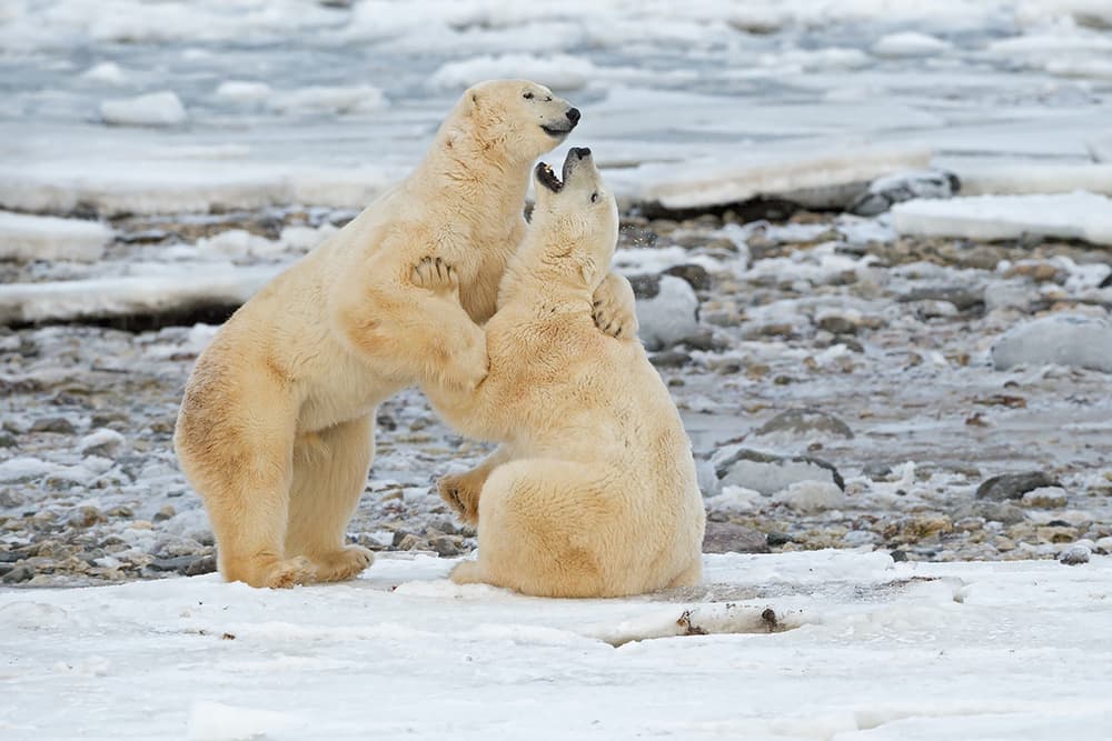 Playful Polar Bears by Marco Pozzi — canvas wall art