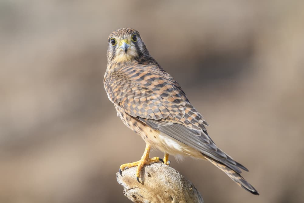 Wild Kestrel Portrait by Rayco — canvas wall art