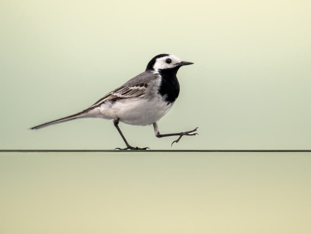 Elegant Wagtail Wirewalk by Andrea Auf dem Brinke — canvas wall art