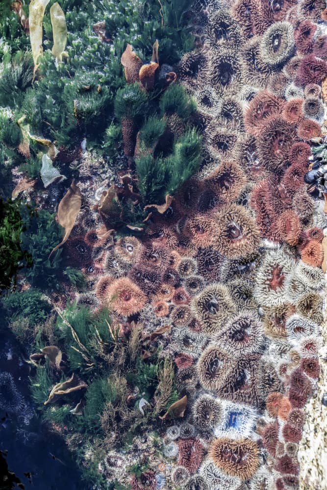 Ocean's Tapestry by Shot by Clint — canvas wall art