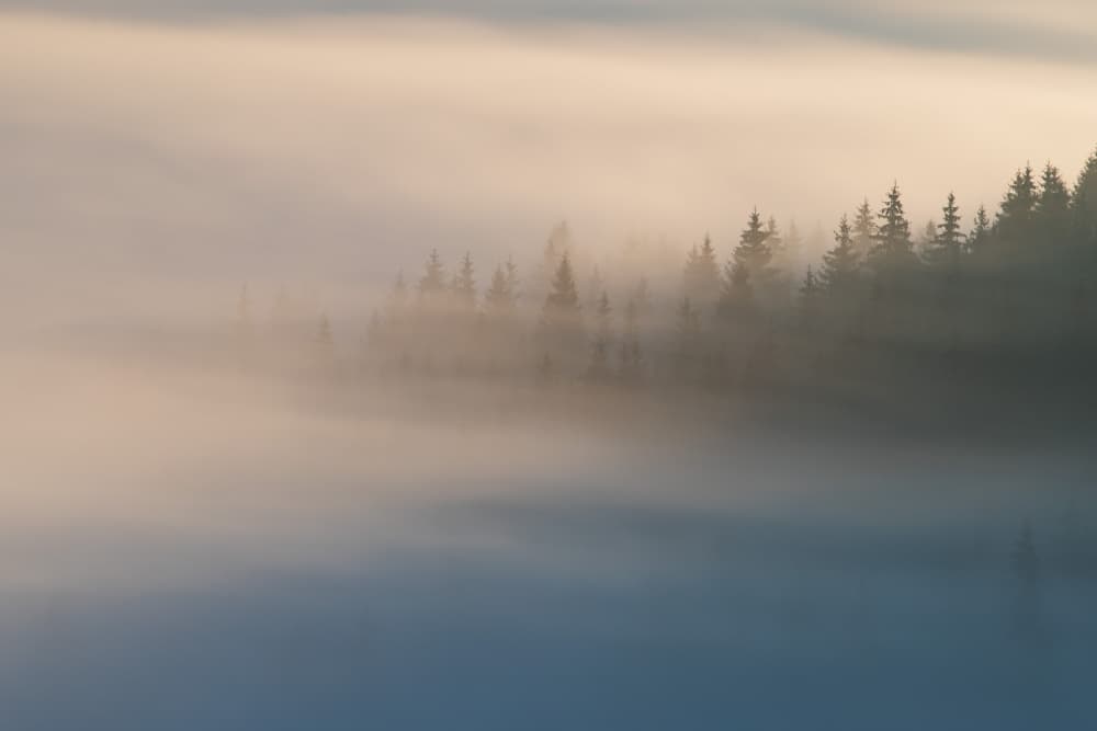 Misty Forest Sunrise by Alexandru Ionut Coman — canvas wall art