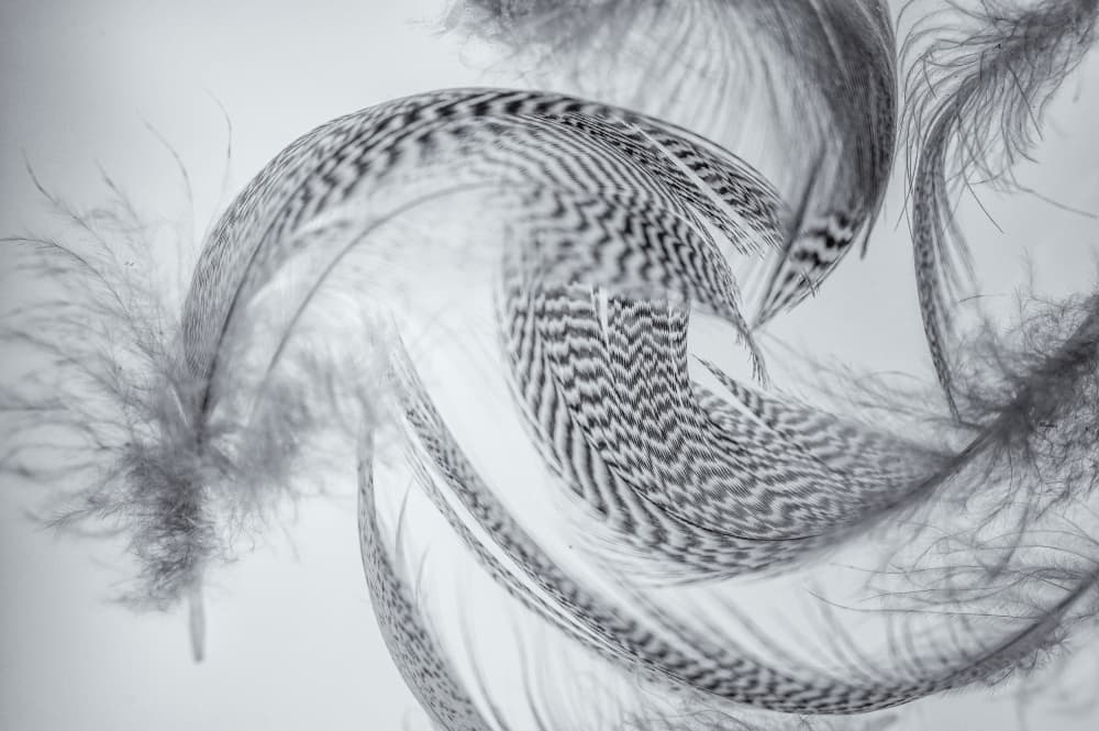 Delicate Feather Swirl by Ina Bouhuijzen — canvas wall art