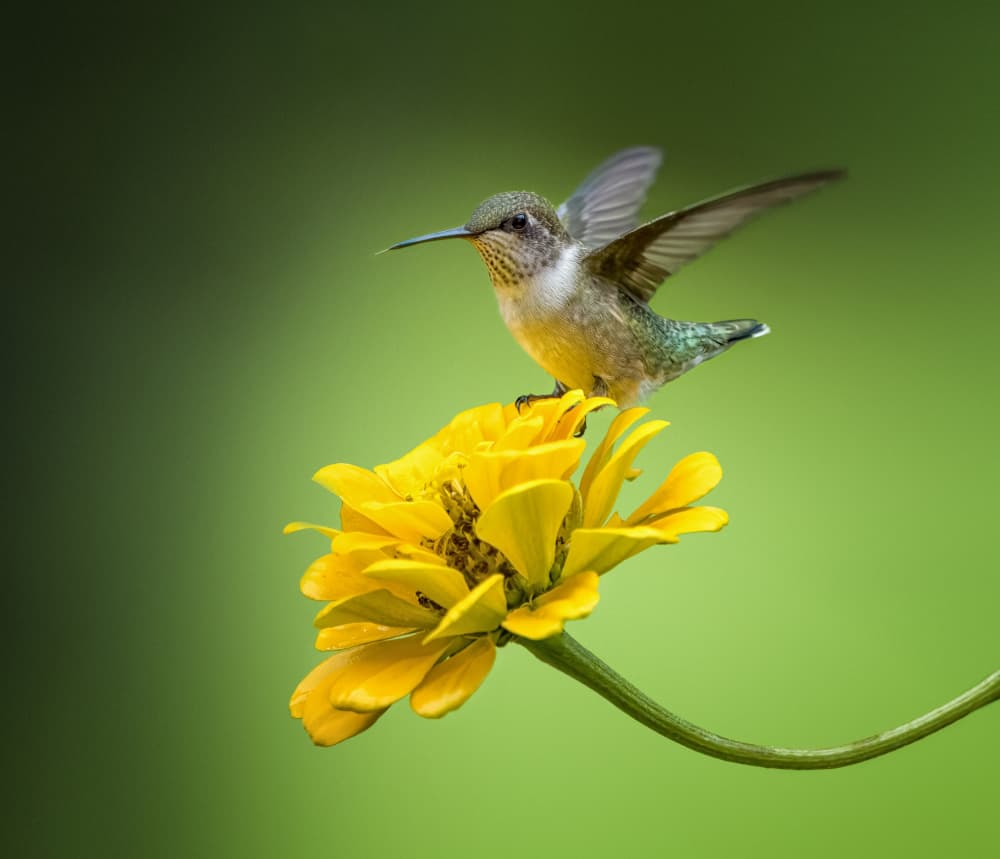Hummingbird's Golden Perch by Hannah & Wei — canvas wall art