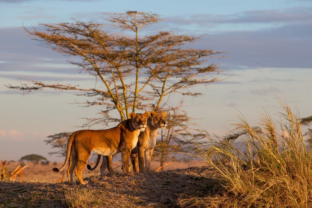 African Lions Golden Hour by Alessandro Catta — canvas wall art