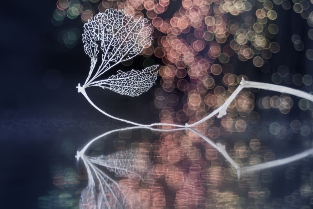 Ghost Leaves Reflection by Shihya Kowatari — canvas wall art