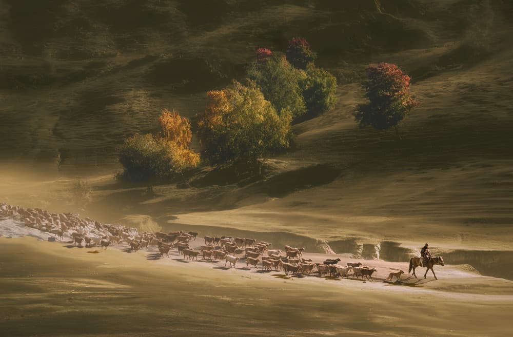 Golden Light Cattle Drive by Gu and Hongchao — canvas wall art