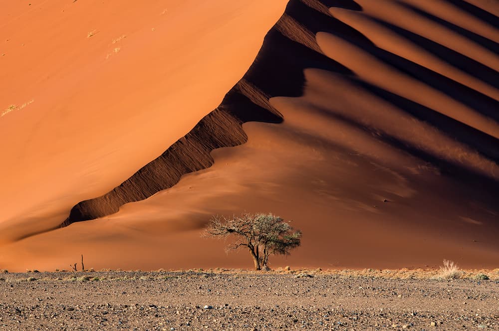 Orange Dune Shadow Tree by Luigi Ruoppolo — canvas wall art