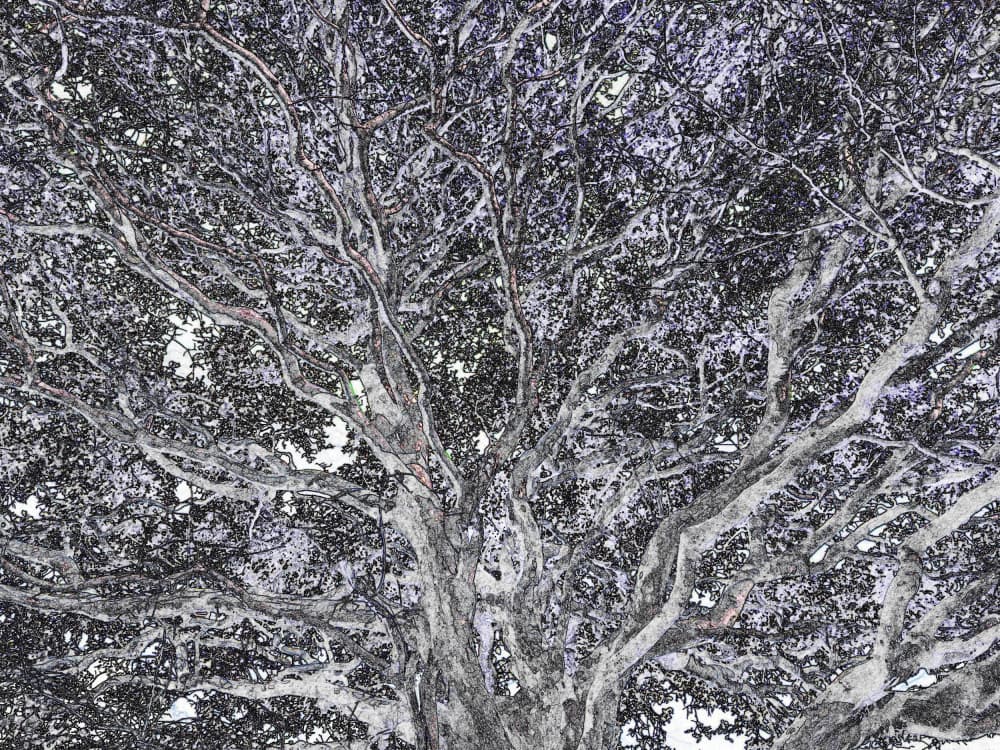 Dramatic Tree Canopy by Santhosh ch — canvas wall art