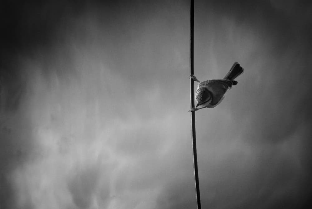 Bird on Wire Sky by José Manuel cruz — canvas wall art