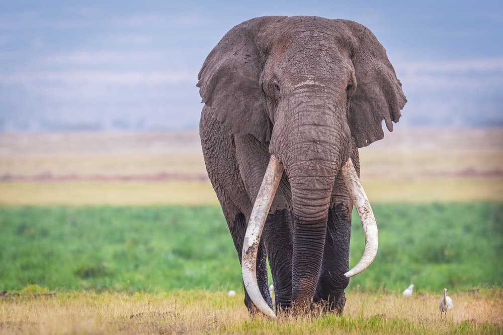 Majestic African Elephant by Jeffrey C. Sink — canvas wall art