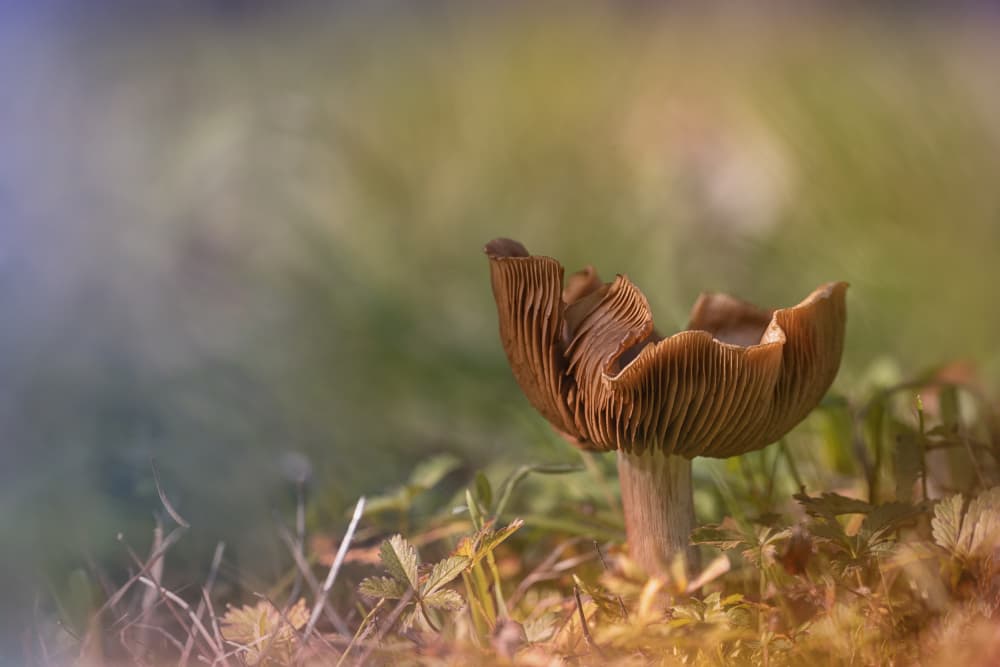 Tranquil Forest Mushroom by Fabrizio Daminelli — canvas wall art