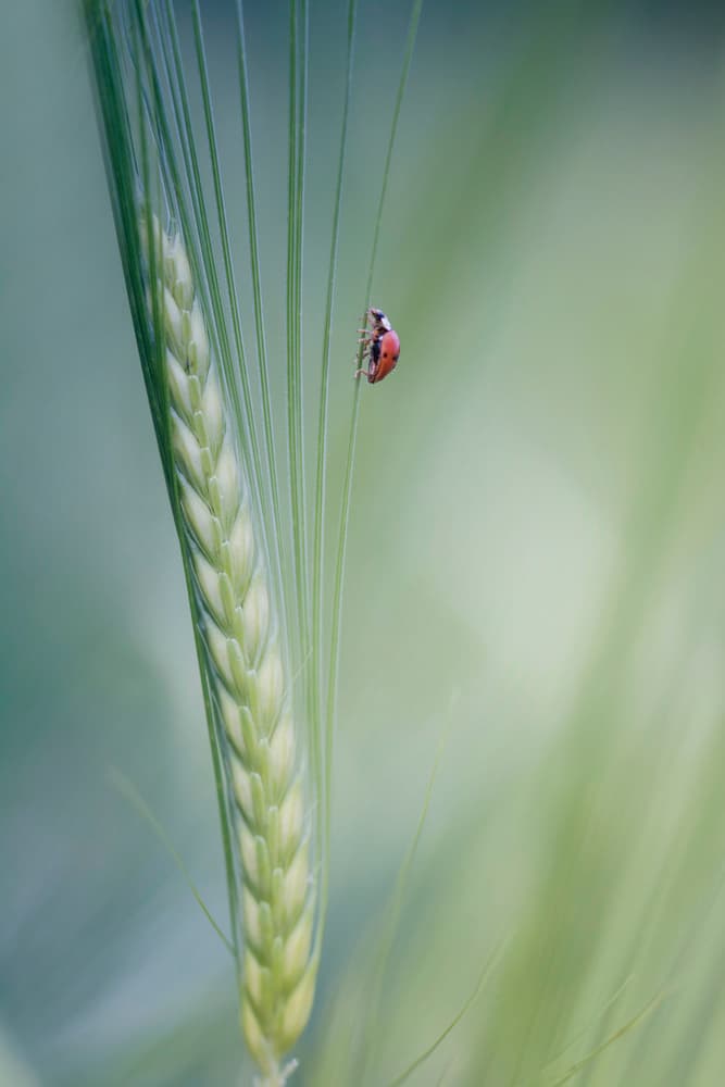 Ladybug on Green Barley by Jana Ajlec — canvas wall art