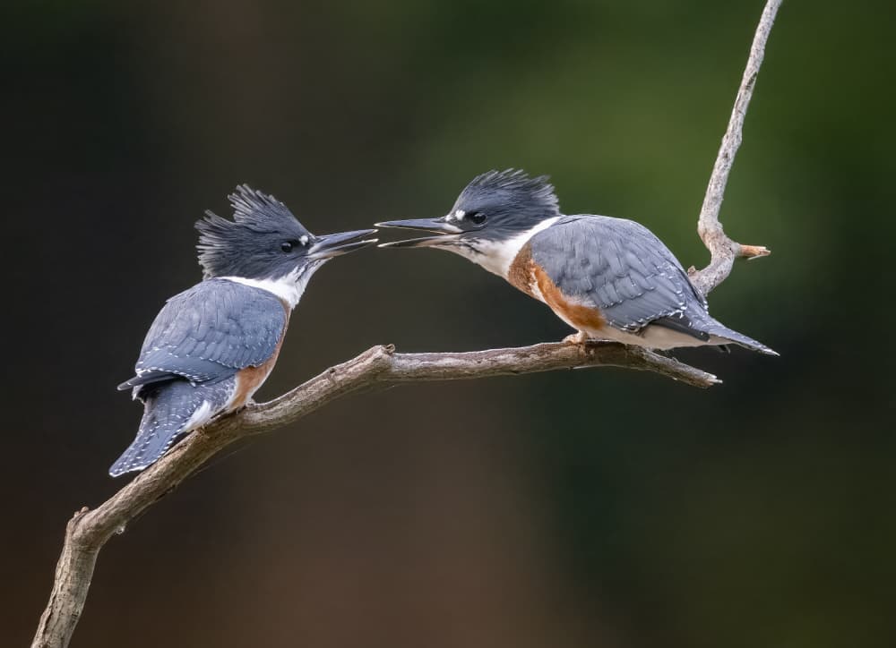 Kingfishers Sharing Food by Eugene Zhu — canvas wall art