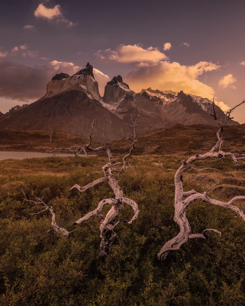 Twisted Trees Mountain Sunset by Li Ying — canvas wall art