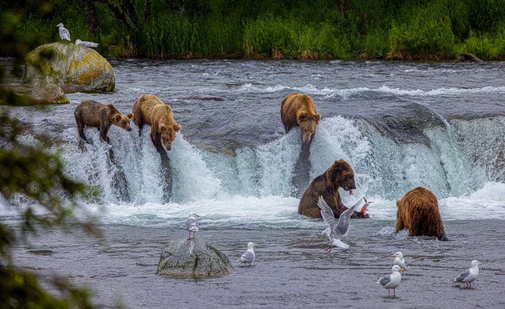 Grizzly Bears Fishing River by Yanny Liu — canvas wall art