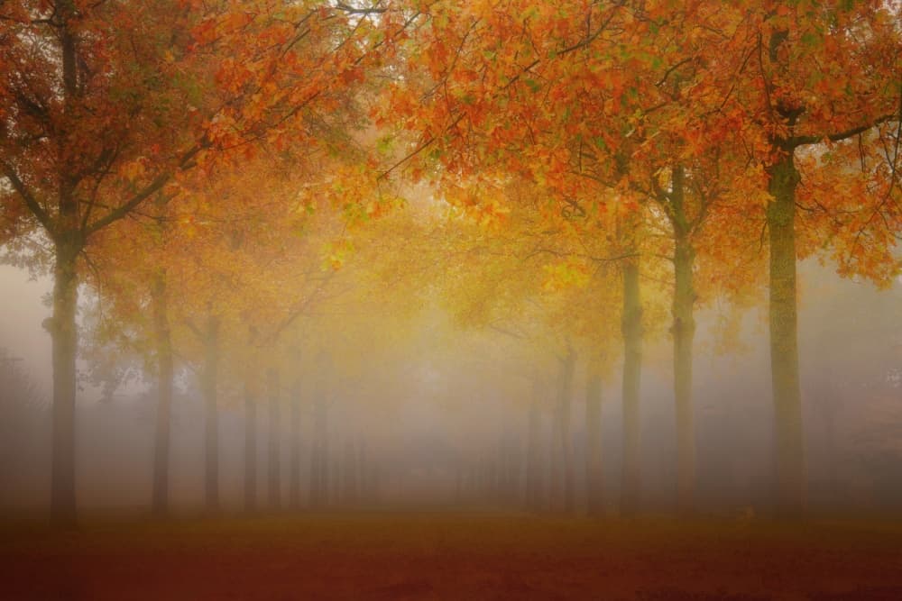 Golden Autumn Fog by Wil Mijer — canvas wall art