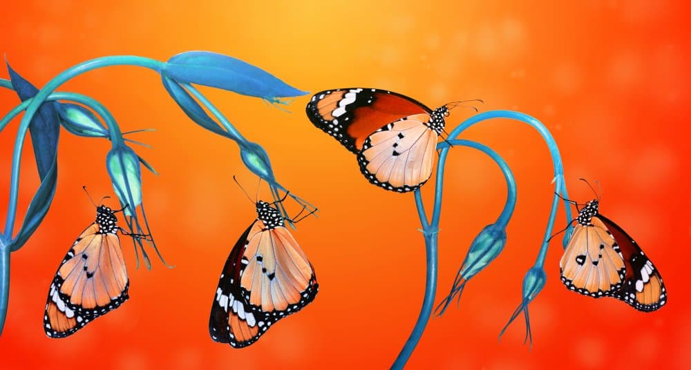 Vibrant Orange Butterflies by Mustafa öztürk — canvas wall art