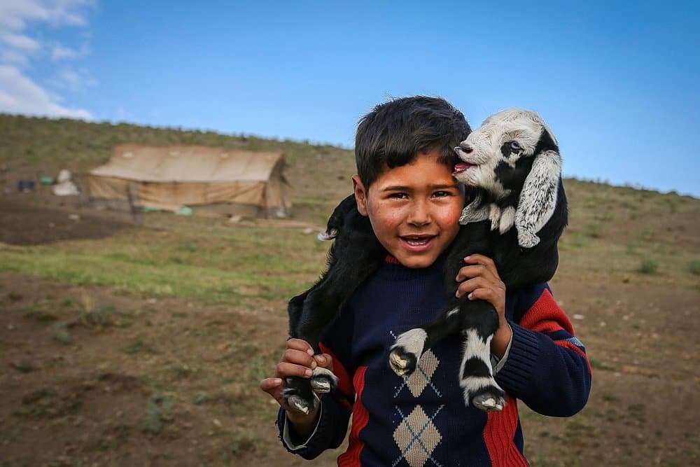 Happy Boy with Lamb by pphgallery — canvas wall art