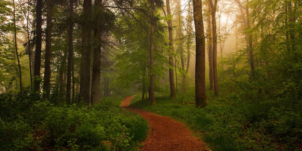 Misty Forest Path by Leif Løndal — canvas wall art