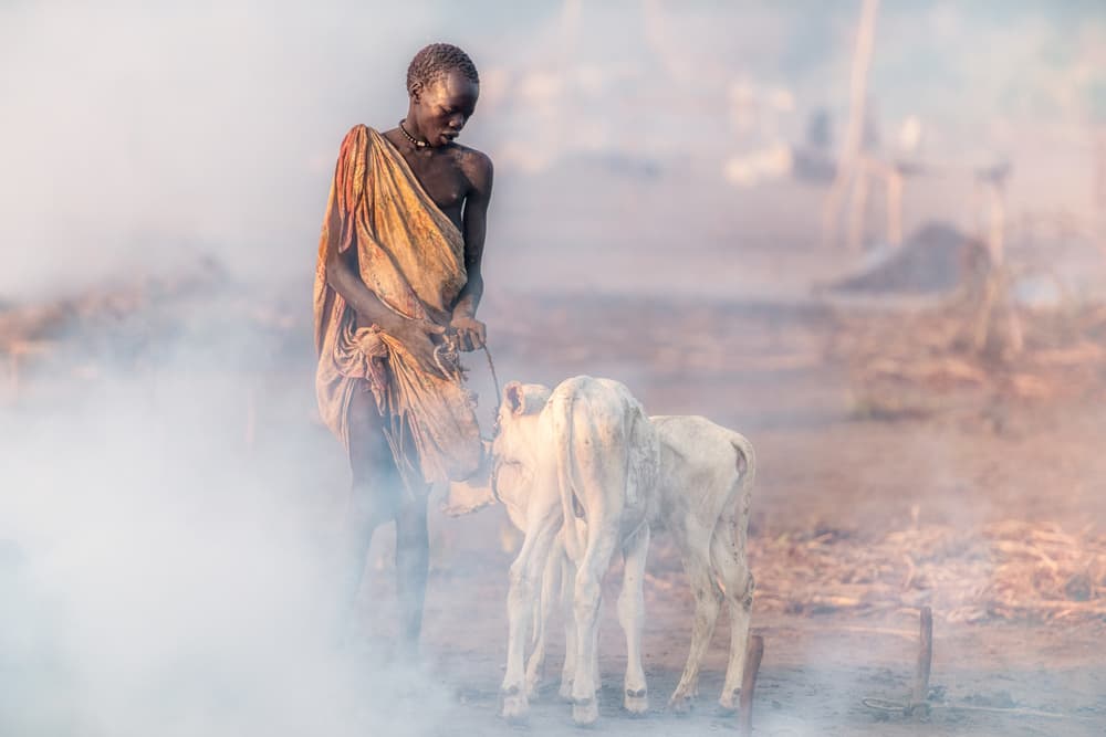 Man and Calves in Smoke by Trevor Cole — canvas wall art