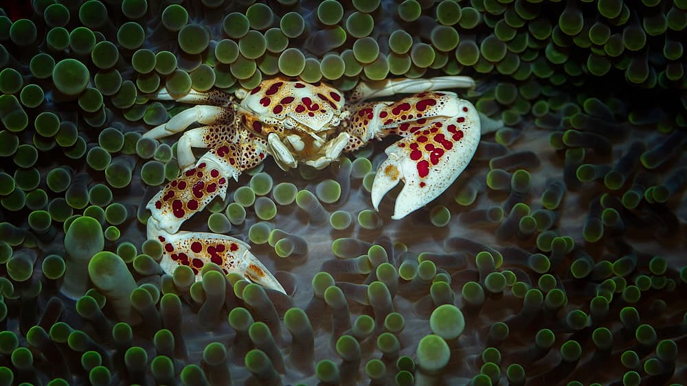 Spotted Crab Anemone by Walter Lackner — canvas wall art