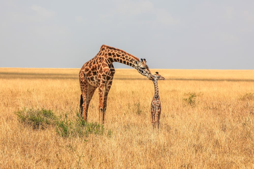 Tender Giraffe Nuzzle by Jeffrey C. Sink — canvas wall art