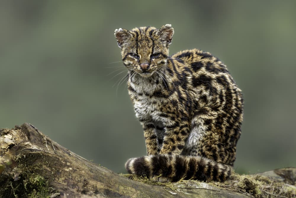 Captivating Wild Cat by Rajat Dhesi — canvas wall art