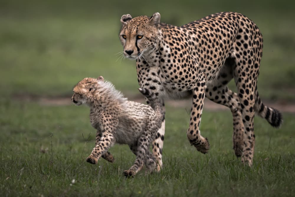 African Cheetahs Running Wild by Ahmed Sobhi — canvas wall art