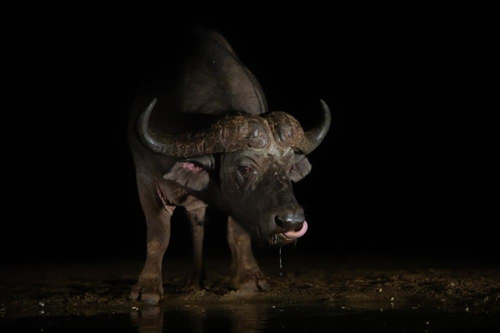 Thirsty Night Buffalo by Peet van den Berg — canvas wall art