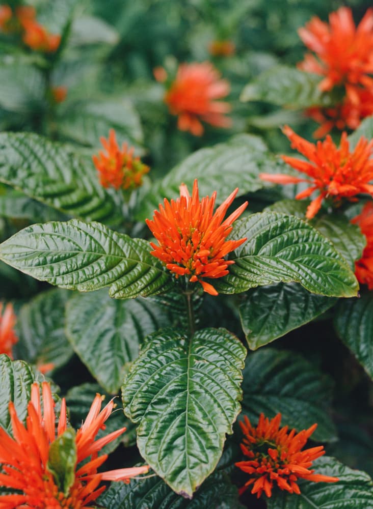 Orange Tropical Flowers by Bethany Young — canvas wall art