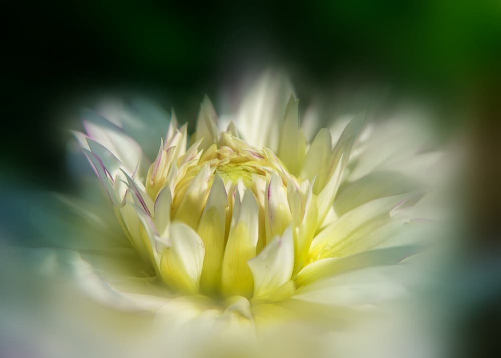 Soft White Dahlia Bloom by Ling  Lu — canvas wall art